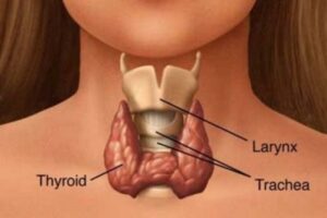 O hipotireoidismo é uma condição em que a glândula tireoide não produz hormônios tireoidianos suficientes para atender às necessidades do corpo. A tireoide é uma pequena glândula em formato de borboleta localizada na base do pescoço e desempenha um papel crucial no metabolismo, regulando funções como a temperatura corporal, o ritmo cardíaco e a produção de energia.